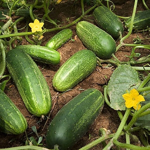 vegetables-cucumbers